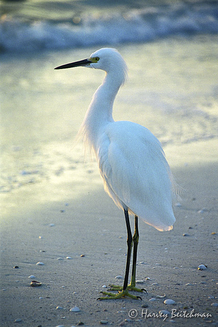 Egret at Sanibel Island.jpg